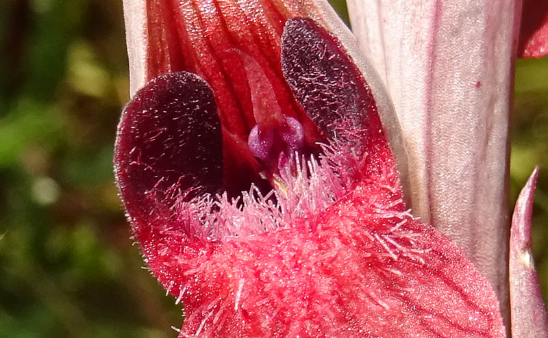 Serapias orientalis subsp. apulica ? - Otranto (LE)